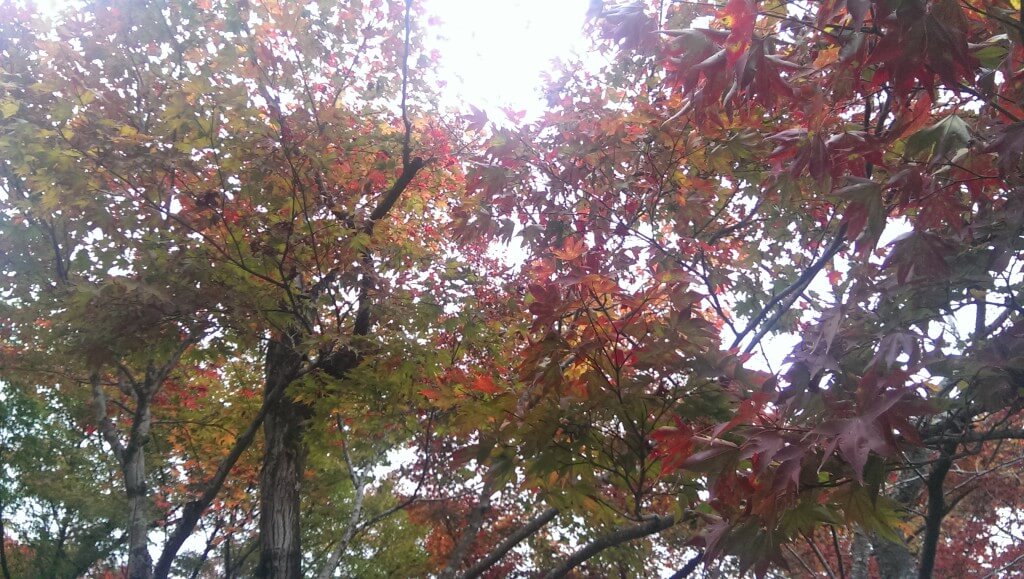 Herfstkleuren in Kyoto